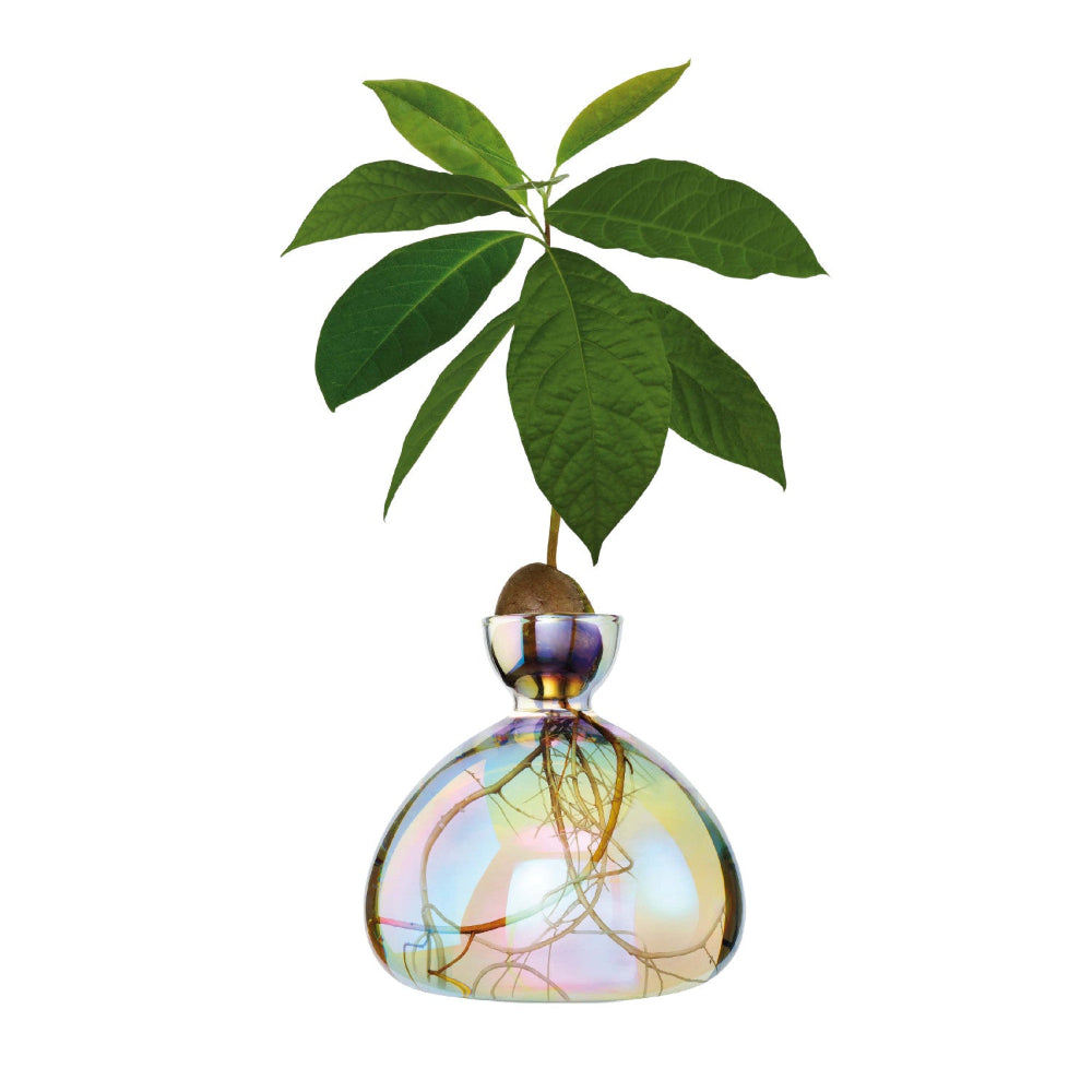 Ein Avocado-Setzling mit Wurzeln und grünen Blättern wächst in einem mit Wasser gefüllten Glasbehälter, isoliert auf einem weißen Hintergrund.