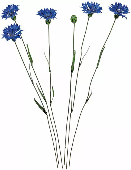 Fünf langstielige blaue Kornblumen mit grünen Knospen und schmalen Blättern auf weißem Hintergrund.