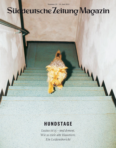 Ein ungepflegter Hund läuft eine blaue Treppe in einem hellen, leeren Treppenhaus hinunter.