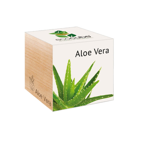 Ecocube - Aloe Vera - Bild 1