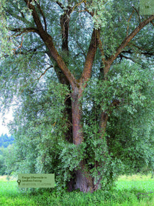 Faszinierende Bäume in Oberbayern - Bild 3