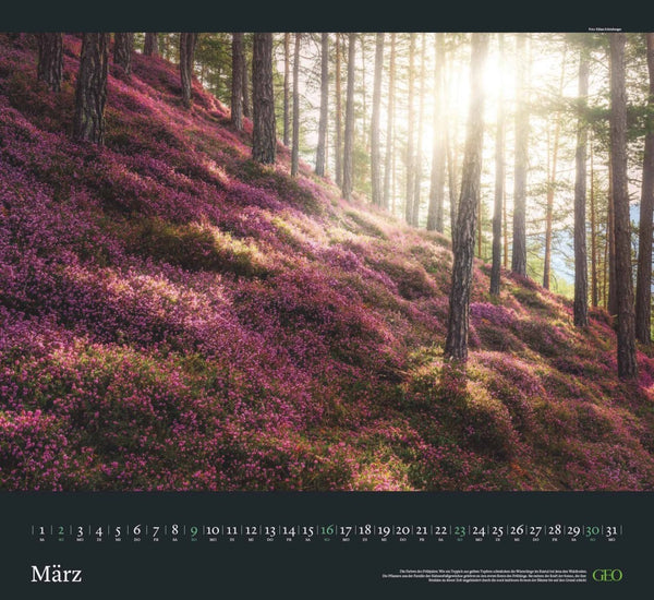 GEO - Sehnsucht Wald Wandkalender 2025 - Eindrucksvoller Waldlandschaften Kalender, Harmonisches Format 60x55 cm, mit Faszinierenden Wald- und Naturbildern - Bild 4