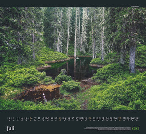 GEO - Sehnsucht Wald Wandkalender 2025 - Eindrucksvoller Waldlandschaften Kalender, Harmonisches Format 60x55 cm, mit Faszinierenden Wald- und Naturbildern - Bild 8