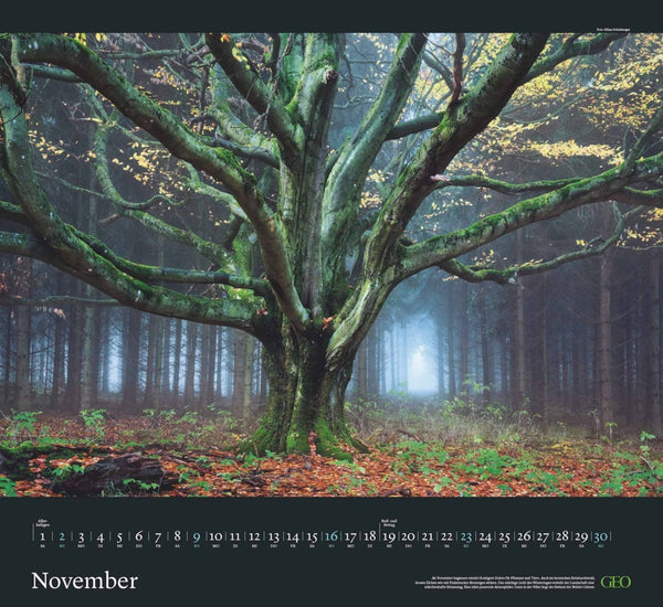 GEO - Sehnsucht Wald Wandkalender 2025 - Eindrucksvoller Waldlandschaften Kalender, Harmonisches Format 60x55 cm, mit Faszinierenden Wald- und Naturbildern - Bild 12