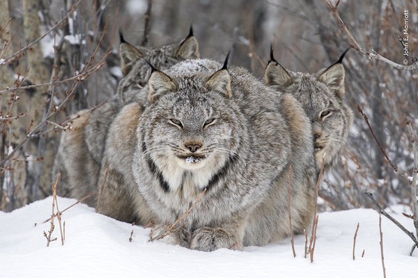 Wildlife Fotografien des Jahres - Portfolio 34 - Bild 3