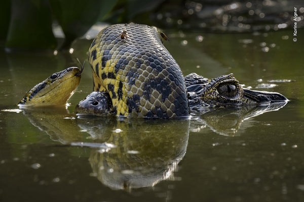 Wildlife Fotografien des Jahres - Portfolio 34 - Bild 10