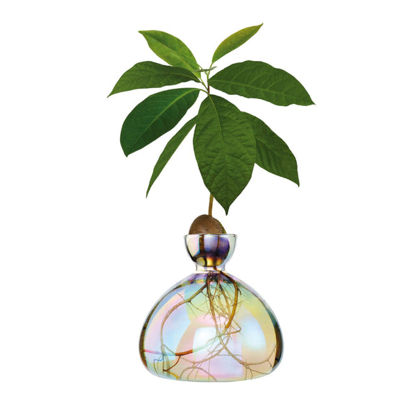 Ein Avocado-Setzling mit Wurzeln und grünen Blättern wächst in einem mit Wasser gefüllten Glasbehälter, isoliert auf einem weißen Hintergrund.