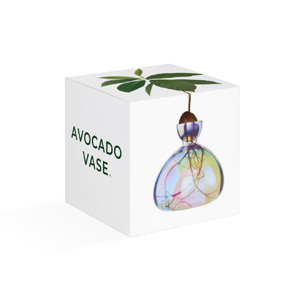 Auf einer weißen Schachtel mit der Aufschrift Avocado Vase ist ein Avocadokern abgebildet, der über einer Glasvase mit sichtbaren Wurzeln und einem austreibenden Stiel hängt.