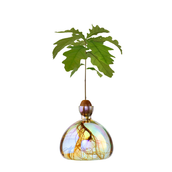 Aus einer Eichel in einer runden Glasvase mit farbiger, spiegelnder Oberfläche wächst ein Eichensetzling mit im Wasser sichtbaren Wurzeln.