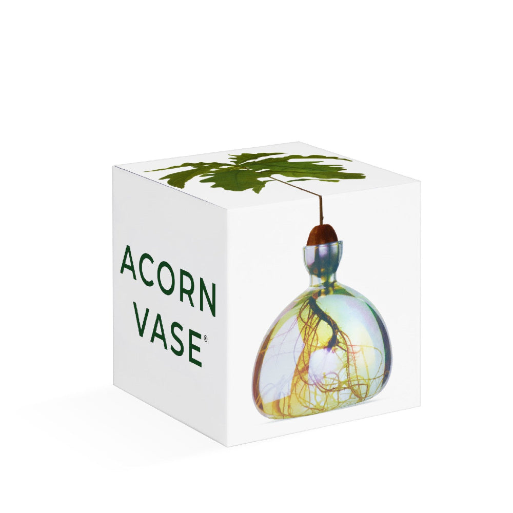 Weiße Verpackungsschachtel mit der Aufschrift ACORN VASE und der Abbildung einer Glasvase mit einer sprießenden Eichel und sichtbaren Wurzeln.