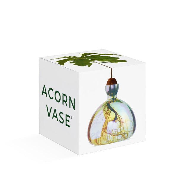 Weiße Verpackungsschachtel mit der Aufschrift ACORN VASE und der Abbildung einer Glasvase mit einer sprießenden Eichel und sichtbaren Wurzeln.