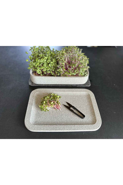 Auf einem grauen Tablett befinden sich ein Bündel Mikrogrüns und eine Schere, während sich im Hintergrund weitere Mikrogrüns in einem rechteckigen Behälter befinden.