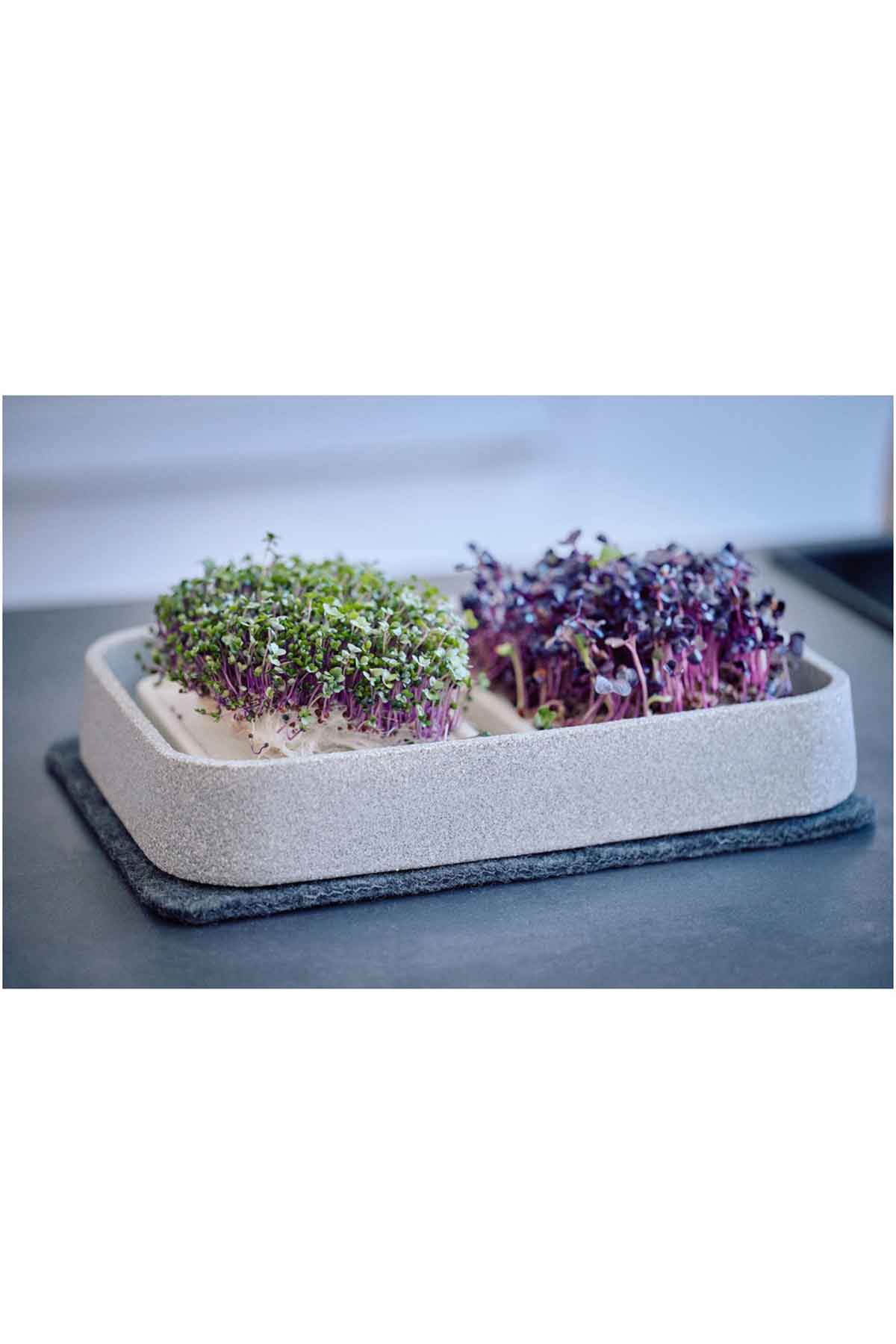 Ein rechteckiges Tablett mit zwei Fächern enthält grünes und violettes Mikrogrün, das auf einer grauen Matte auf einer Arbeitsplatte liegt.