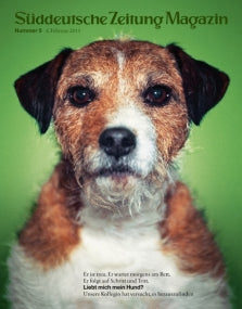 Ein braun-weißer Hund mit struppigem Fell blickt direkt in die Kamera vor einem grünen Hintergrund.