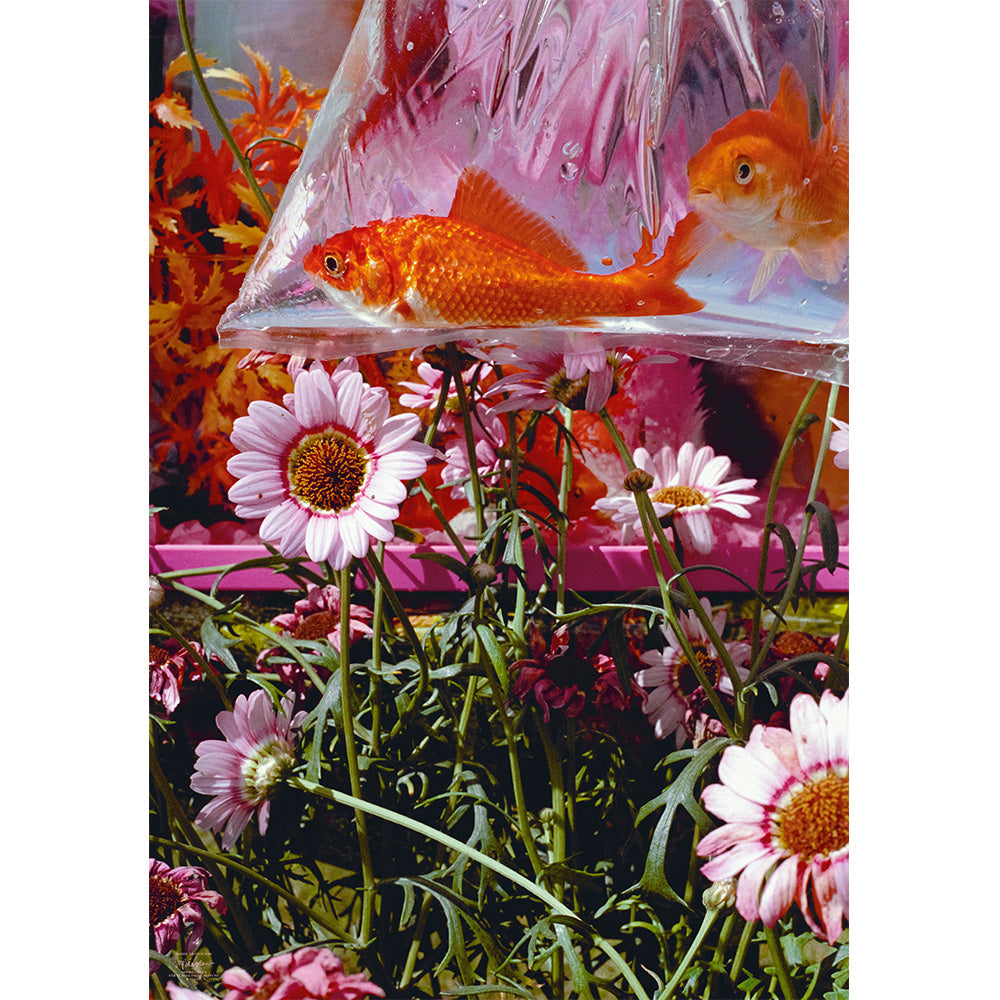 Zwei Goldfische in einer Plastiktüte ruhen über rosa Gänseblümchen und Grünpflanzen in einer farbenfrohen Umgebung im Freien.